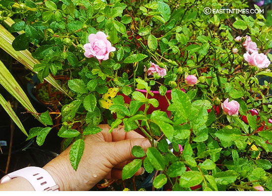 A rose bush is shown in Dr. Gwen Ford's 2020 garden.