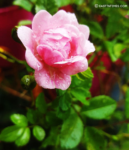 A pink rose is shown in Dr. Gwen Ford's 2020 garden.